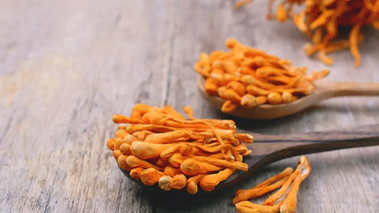 Benefit of Cordyceps