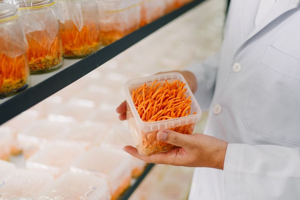 Fresh Biomass Cordyceps (Square Box)
